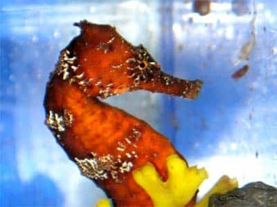 Hawaii Seahorse Conservation