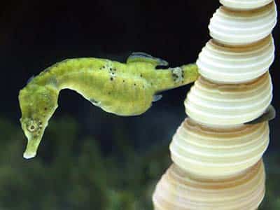 Green Seahorse | Seahorse Hawaii Foundation