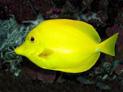 Hawaiian Yellow Tang | Seahorse Hawaii Foundation