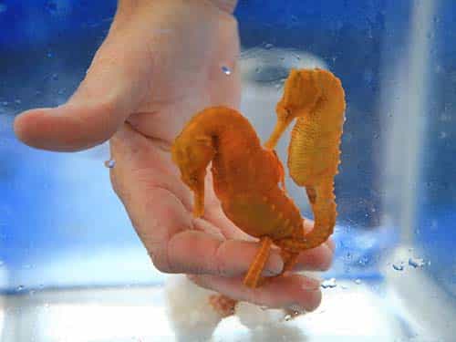 Holding Seahorses | Seahorse Hawaii Foundation