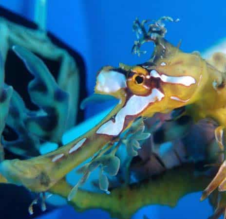 Leafy Seahorse | Seahorse Hawaii Foundation