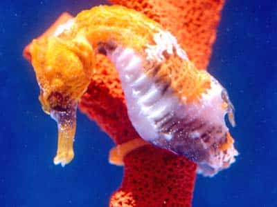 Seahorse Hawaii Foundation