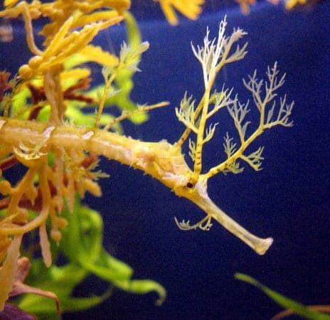 Ribboned Dragon Seahorse