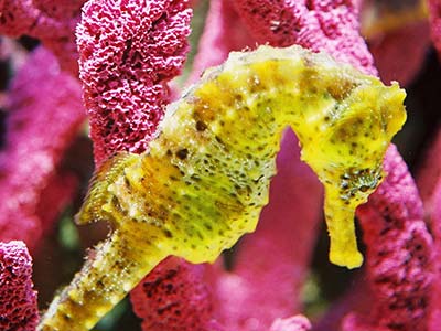 Seahorse Hawaii Foundation